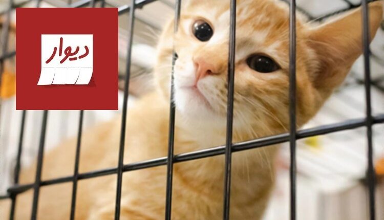 خرید حیوان خانگی دیوار